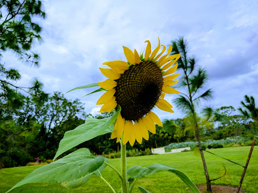 Garden «Bok Tower Gardens», reviews and photos, 1151 Tower Blvd, Lake Wales, FL 33853, USA