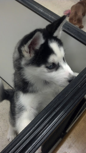 Pet Supply Store «Pet Palace Inc», reviews and photos, 253 Scranton Carbondale Hwy, Scranton, PA 18508, USA