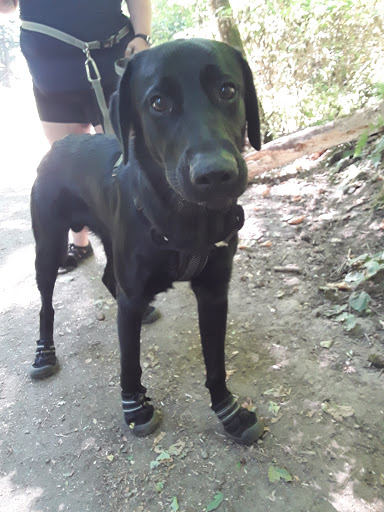 Park «Mary S. Young Park», reviews and photos, 19900 Willamette Dr, West Linn, OR 97068, USA