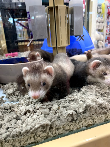 Pet Supply Store «Pet Supermarket, Inc.», reviews and photos, 598 N McCarran Blvd, Sparks, NV 89431, USA