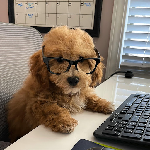 Pet Store «The Puppy Store», reviews and photos, 1163 Merrick Ave, Merrick, NY 11566, USA