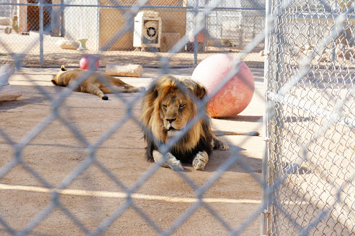 Zoo «Lion Habitat Ranch Inc», reviews and photos, 382 Bruner Ave, Henderson, NV 89044, USA