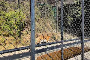 Nainital Zoo Complex image