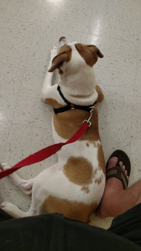 Pet Supply Store «PetSmart», reviews and photos, 30 Malphrus Rd, Bluffton, SC 29910, USA