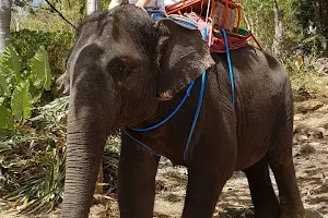 Seaview Elephant Camp image