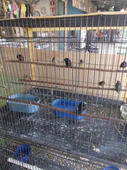 Ichi bird shop