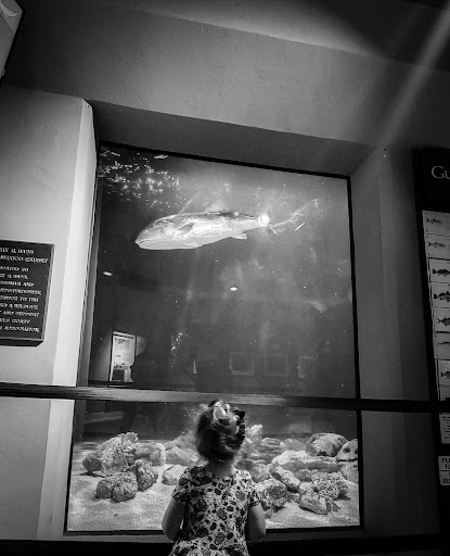 Aquarium «Sea Center Texas», reviews and photos, 302 Medical Dr, Lake Jackson, TX 77566, USA