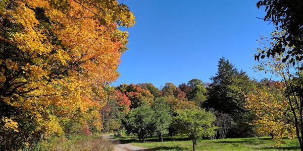 Morgan Arboretum