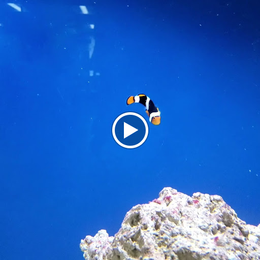 Pet Store «Oak Park Natural Pet & Fish», reviews and photos, 23 N Harlem Ave, Oak Park, IL 60302, USA