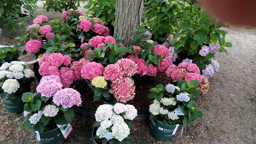 Florist «Chaves Gardens Inc», reviews and photos, 935 E Main Rd, Middletown, RI 02842, USA