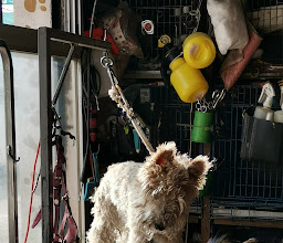Veterinaria Doggy photo