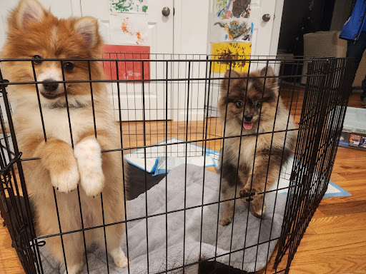 FurEver Friends Hudson Valley