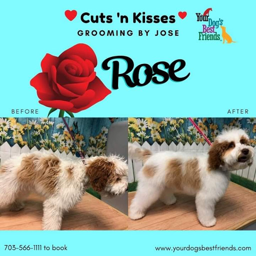 Your Dog's Best Friends