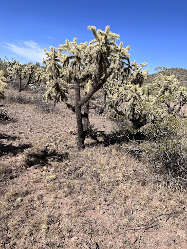 Tourist Attraction «Apache Trail Tours», reviews and photos, 4650 N Mammoth Mine Rd, Apache Junction, AZ 85119, USA