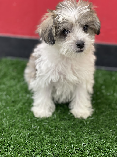 Pet Store «Animal Kingdom», reviews and photos, 5000 S Arizona Mills Cir, Tempe, AZ 85282, USA