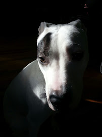 Jay Rodriguez Photography - Photo 6 - Car repair in , Staten Island