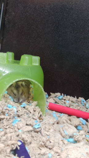 Pet Supply Store «PetSmart», reviews and photos, 144 Retail Commons Pkwy, Martinsburg, WV 25403, USA