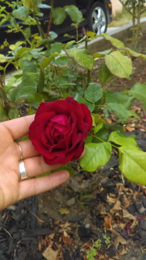 Supermarket «Supermercado Mi Pueblo», reviews and photos, 2838 International Blvd, Oakland, CA 94601, USA