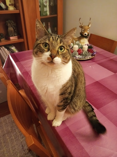 Clínica Veterinaria Vetia en Vigo