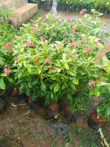 Krishna plant nursery