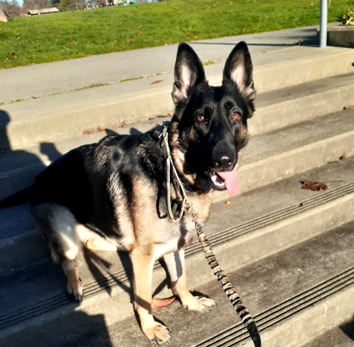 Park «Kandle Park», reviews and photos, 2323 N Shirley St, Tacoma, WA 98407, USA