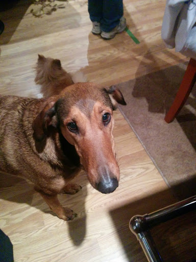 Pet Supply Store «Pet Supplies Plus», reviews and photos, 209 Towne Dr, Elizabethtown, KY 42701, USA