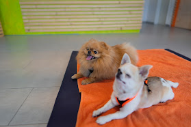 Reha Dog | Osteo- & Physiotherapie für Hunde & Katzen