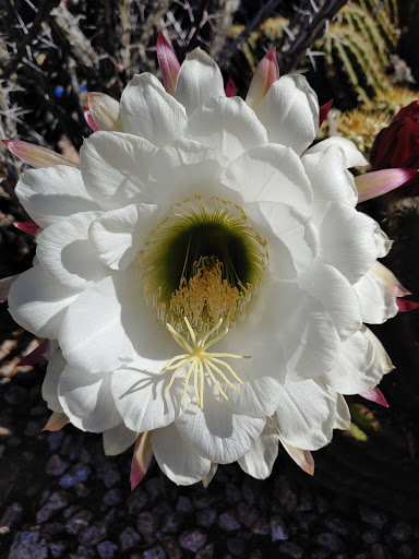 Park «Stonebrook Park», reviews and photos, 14431 W Ely Dr, Surprise, AZ 85374, USA