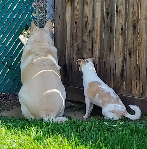 Pet Supply Store «PetSmart», reviews and photos, 865 Colusa Ave, Yuba City, CA 95991, USA