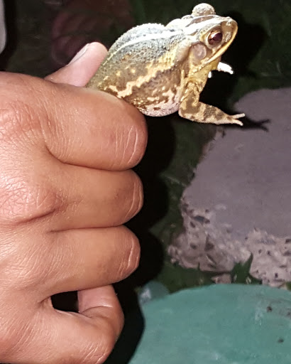 Nature Preserve «McAllen Nature Center», reviews and photos, 4101 U.S. 83 Business, McAllen, TX 78501, USA