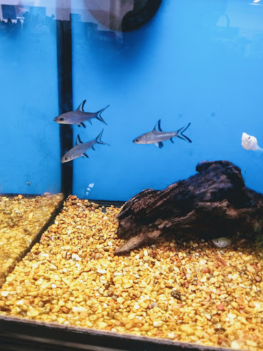 Petco image
