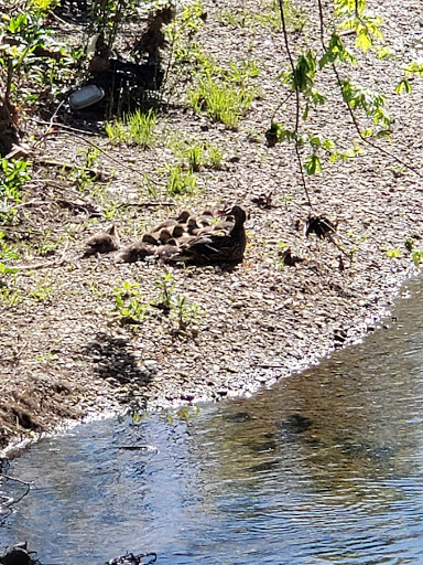 Park «Arthur K Draut Park», reviews and photos, Bowling Blvd, St Matthews, KY 40207, USA