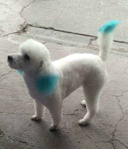 Camycan peluqueria canina y alimento para mascotas - Santiago