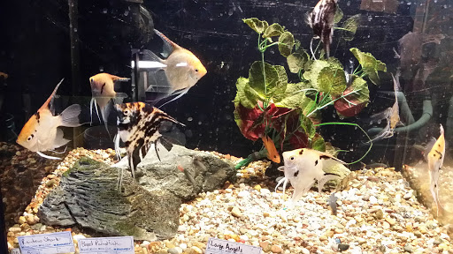 Pet Store «Aqualand Pets Plus», reviews and photos, 3600 6th Ave, Des Moines, IA 50313, USA