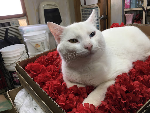 Florist «Country Gallery Florist», reviews and photos, 193 Old Airport Rd, Bristol, VA 24201, USA