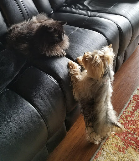 Pet Store «PetSmart», reviews and photos, 6545 North Grand Parkway West Suite 104, Spring, TX 77389, USA