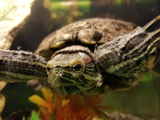 Tropical Fish Store «Magic Isle Aquarium», reviews and photos, 2350 Middle County Road​, Centereach, NY 11720, USA