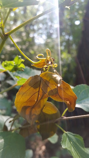 Nature Preserve «Schuth’s Grove», reviews and photos, 8040 W Cermak Rd, Riverside, IL 60546, USA