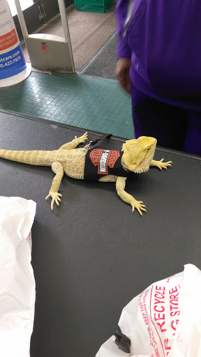 Pet Store «Petland Discounts - Pitkin Avenue», reviews and photos, 1689 Pitkin Ave, Brooklyn, NY 11212, USA