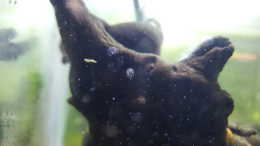 Tropical Fish Store «Aquatic Obsessions», reviews and photos, 1150 St George Ave, Avenel, NJ 07001, USA