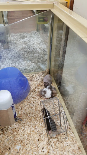Pet Supply Store «Pet Supermarket», reviews and photos, 1809 S University Dr, Davie, FL 33324, USA