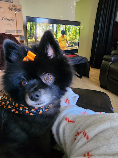 Nonie's Pet Grooming