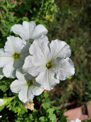 Park «Paulus Park», reviews and photos, 200 S Rand Rd, Lake Zurich, IL 60047, USA