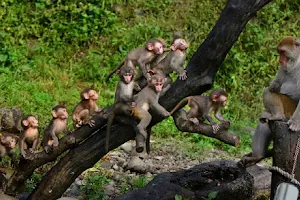 Guo Shushu macaques ecological zones image