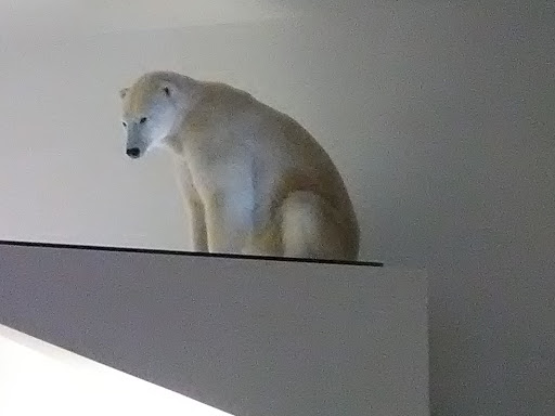 Gift Shop «Smithsonian Museum of Natural History Gift Shops», reviews and photos, 10th St NW & Constitution Avenue Northwest, Washington, DC 20004, USA