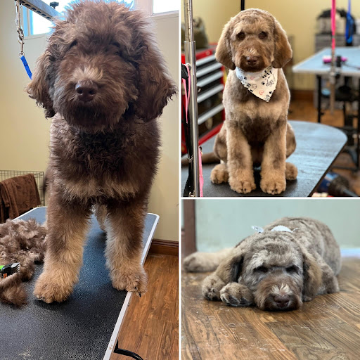 Pet Groomer «Doggie Doos By Amy Lou», reviews and photos, 132 2nd St NE, New Philadelphia, OH 44663, USA