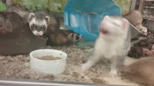 Pet Supply Store «Petco Animal Supplies», reviews and photos, 129 Mall Way, Marysville, WA 98270, USA