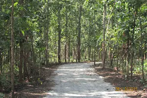 Bengal Safari image