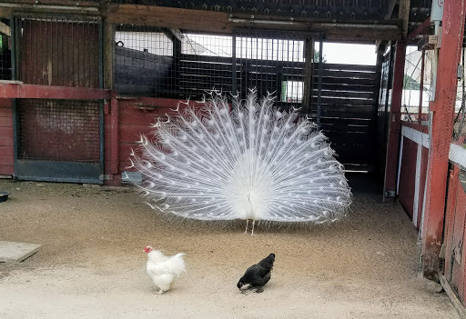 Zoo «Petting zoo Ocala», reviews and photos, 11150 FL-40, Ocala, FL 34482, USA