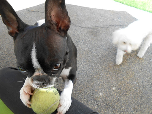 Dog Day Care Center «The Bowhaus Pet Company», reviews and photos, 2472 E Colorado Blvd, Pasadena, CA 91107, USA